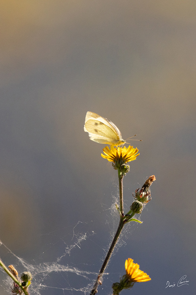 Papillon blanc sur une fleur jaune